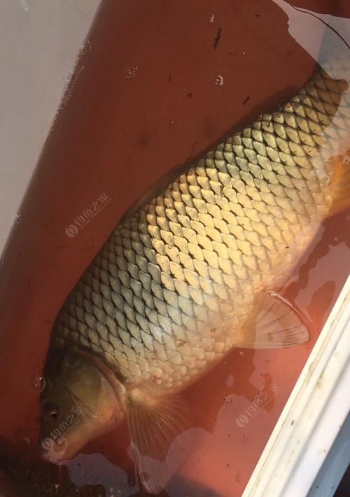 肥水黑坑垂钓技巧是什么？如何提高垂钓成功率？  第3张