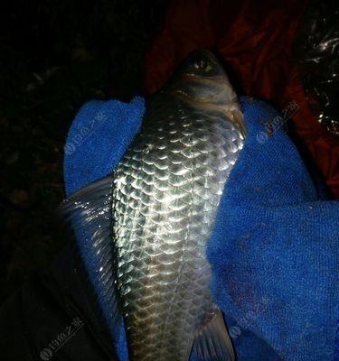 夜钓肥水湖库有哪些技巧？如何提高夜钓成功率？  第2张