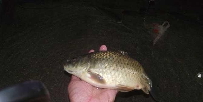 夜钓肥水湖库有哪些技巧？如何提高夜钓成功率？  第3张