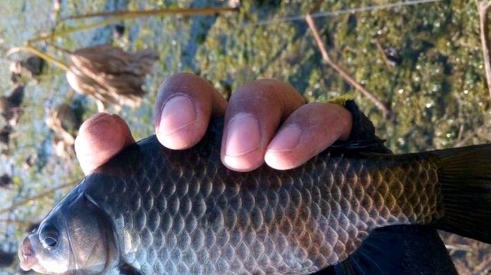 肥水湖野钓鲫鱼技巧有哪些？如何提高钓鲫鱼的成功率？  第2张