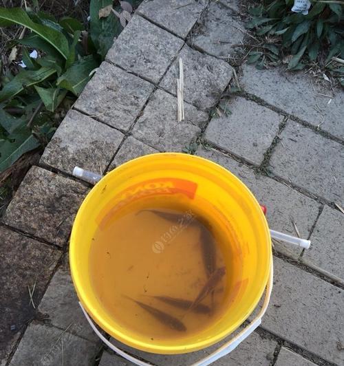 肥水混养塘钓鱼用饵技巧有哪些？如何提高钓获率？  第1张
