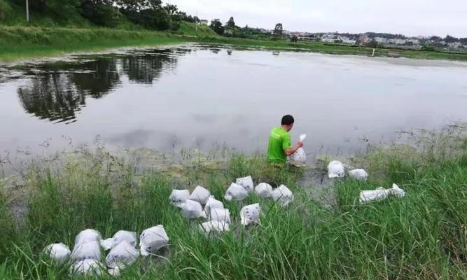 肥水混养塘钓鱼用饵技巧有哪些？如何提高钓获率？  第3张
