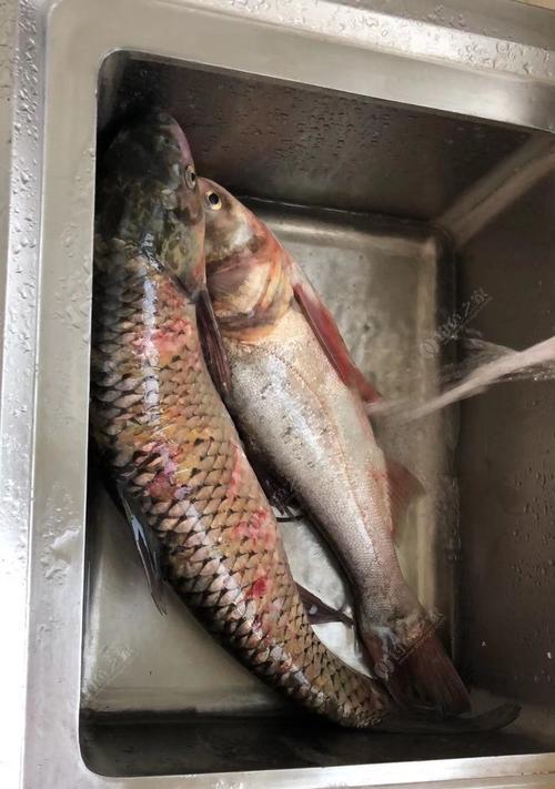 肥水混养塘钓鱼时如何选择合适的饵料？用饵技巧有哪些？  第1张