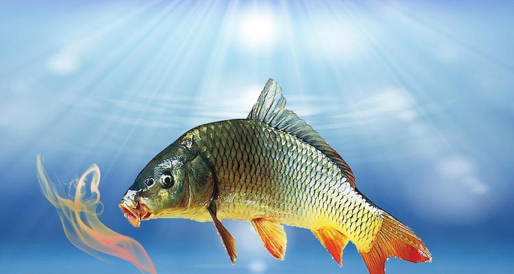 肥水老塘钓鱼技巧和方法有哪些？如何提高钓鱼成功率？  第2张