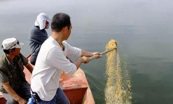 肥水老塘钓鱼技巧和方法有哪些？如何提高钓鱼成功率？  第1张