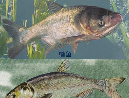 如何提高肥水鲤鱼的垂钓成功率？垂钓技巧教程有哪些？  第1张