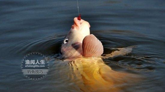 肥水鲤鱼的垂钓技巧是什么意思？如何提高垂钓成功率？  第1张