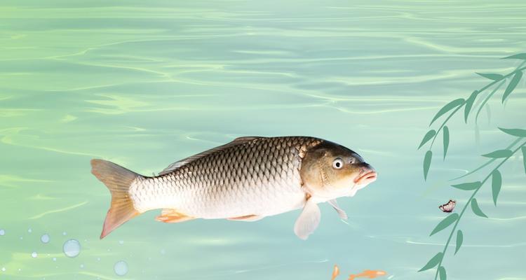 肥水鲤鱼的垂钓技巧是什么意思？如何提高垂钓成功率？  第3张
