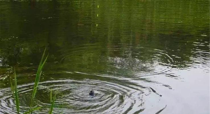 肥水水塘钓鱼技巧有哪些？如何提高钓鱼成功率？  第2张