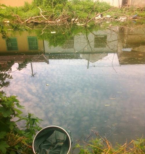 肥水水域钓鱼的技巧是什么？如何提高钓获率？  第1张