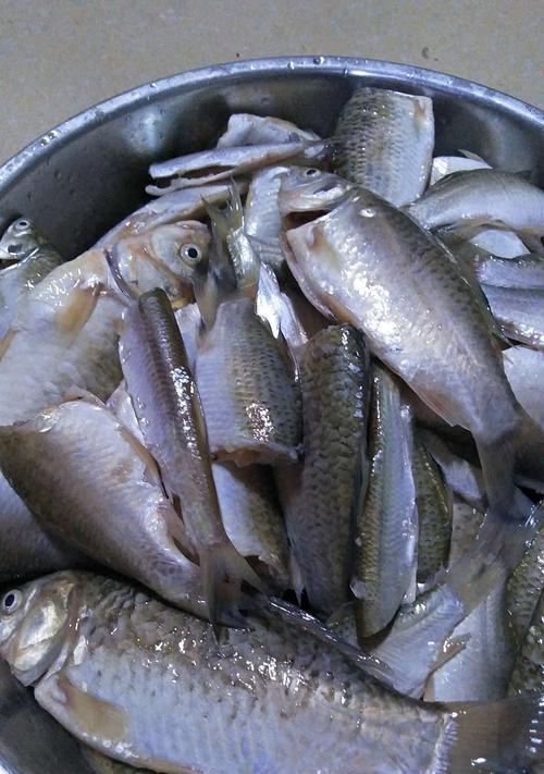 肥水塘垂钓大鲫鱼技巧有哪些？如何提高钓获率？  第1张