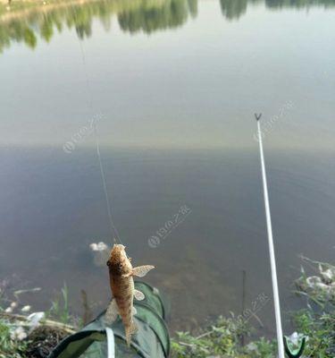 春季在肥水塘钓鱼应该用什么饵料？如何根据季节变化调整用饵策略？  第2张