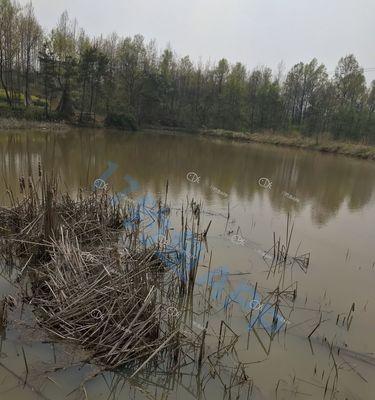 肥水塘是如何形成的？钓鱼时应该使用哪些饵料？  第2张