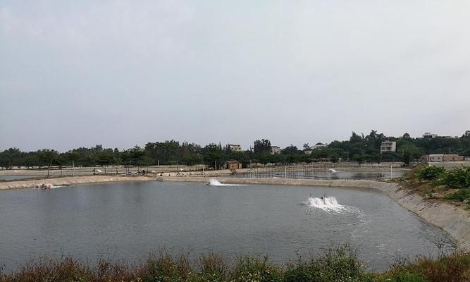 肥水塘是如何形成的？肥水钓鱼有哪些技巧？  第1张