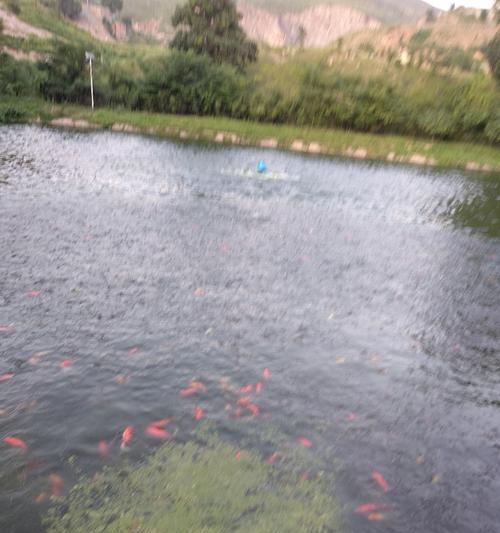 肥水塘钓浮鱼技巧是什么？如何提高钓浮鱼的成功率？  第1张