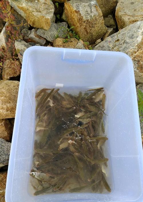 肥水塘钓浮鱼技巧是什么？如何提高钓浮鱼的成功率？  第3张