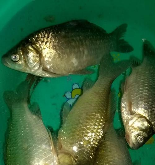 肥水塘夜钓鲫鱼技巧和方法有哪些？如何提高夜钓鲫鱼的成功率？  第1张