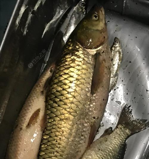 肥水塘夜钓鲫鱼技巧和方法有哪些？如何提高夜钓鲫鱼的成功率？  第2张