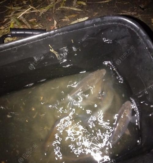 肥水塘夜钓鲫鱼技巧有哪些？如何提高夜钓鲫鱼的成功率？  第3张