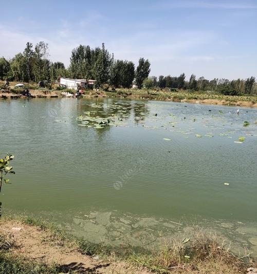 肥水塘阴雨天黑坑钓鱼技巧有哪些？如何应对天气变化提高钓鱼成功率？  第2张