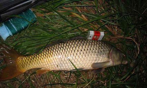 肥水野钓鲤鱼技巧有哪些？如何提高钓鲤鱼的成功率？  第3张
