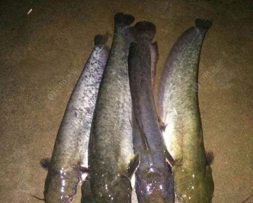 肥水野塘钓鲶鱼技巧有哪些？如何提高钓鲶鱼的成功率？  第1张