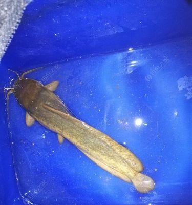 肥水野塘钓鲶鱼技巧有哪些？如何提高钓鲶鱼的成功率？  第2张