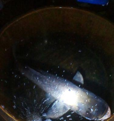 肥水野塘钓鲶鱼技巧有哪些？如何提高钓鲶鱼的成功率？  第3张