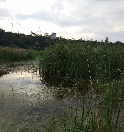 肥水野塘钓鱼技巧有哪些？如何提高钓获率？  第2张