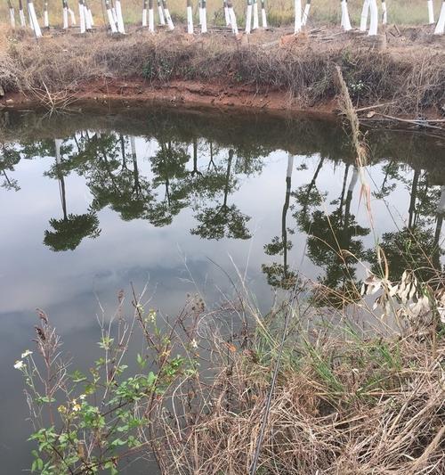 肥水野塘钓鱼技巧有哪些？如何提高钓获率？  第3张
