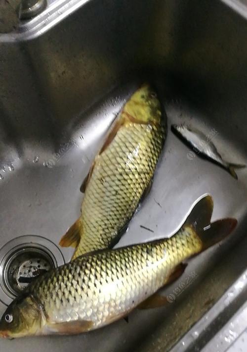 肥水夜钓鲤鱼技巧有哪些？如何提高夜钓鲤鱼的成功率？  第2张