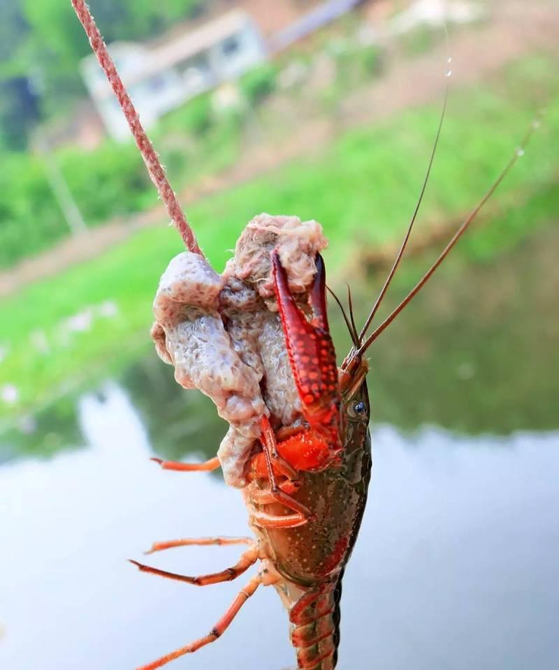 废弃虾塘钓鱼技巧有哪些？如何提高废弃虾塘钓鱼的成功率？  第3张
