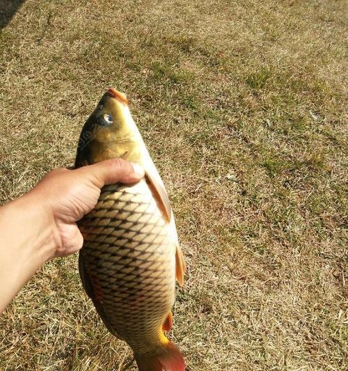 分水岭钓鱼技巧有哪些？如何提高钓鱼成功率？  第3张