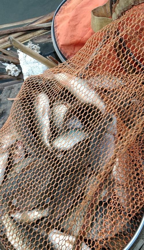 汾水野钓技巧及方法是什么？如何提高汾水野钓的成功率？  第1张