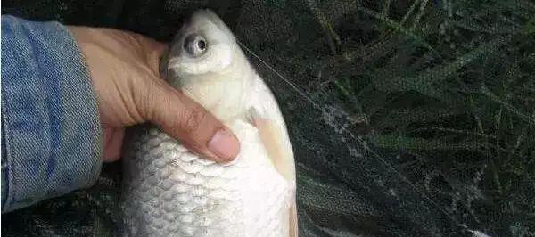 风天钓鱼鲫技巧有哪些？如何应对风天钓鱼鲫的挑战？  第3张