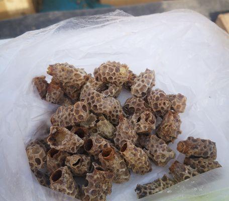 蜂巢泡酒钓鱼的方法和技巧是什么？如何提高钓鱼成功率？  第2张