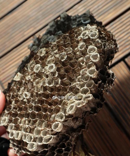 蜂巢幼虫钓鱼技巧教程？如何提高钓鱼成功率？  第2张