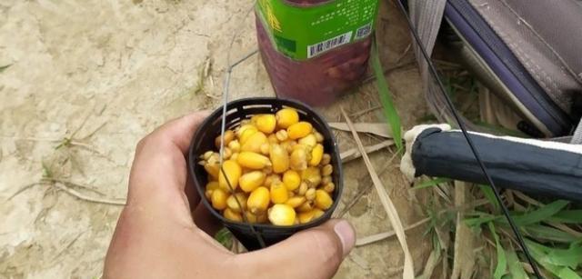 蜂蜜开饵钓鱼技巧有哪些？如何提高钓鱼成功率？  第3张