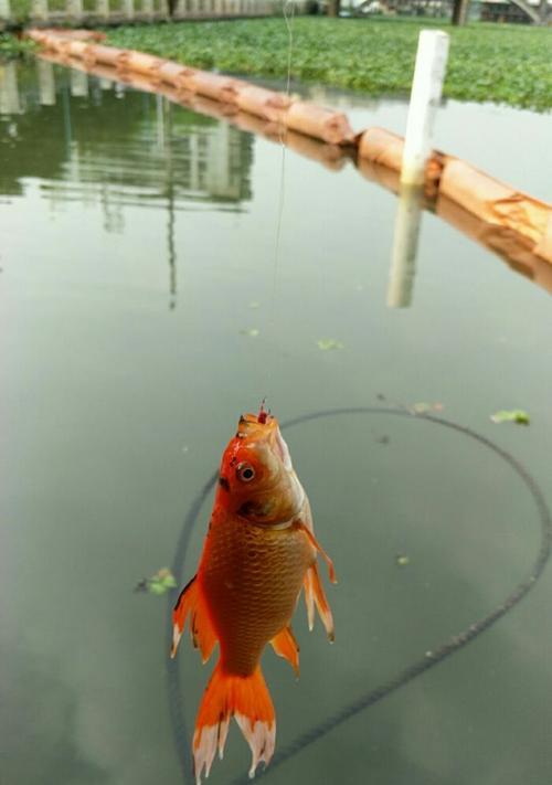 凤尾钩钓鱼技巧有哪些？如何提高钓获率？  第3张