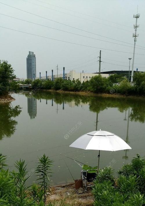 伏天钓鱼的技巧有哪些？如何在高温季节成功钓到鱼？  第3张