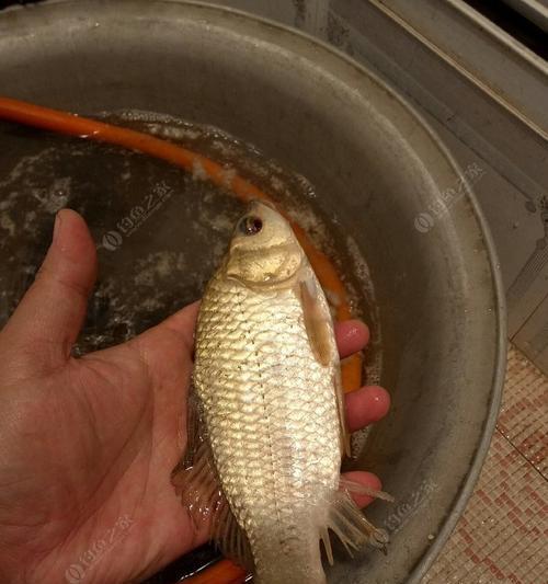 伏天夜钓如何提高成功率？有哪些实用小技巧？  第3张