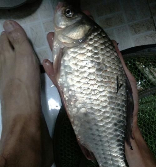 伏天夜钓鲫鱼有哪些技巧？如何提高钓鲫鱼的效率？  第2张