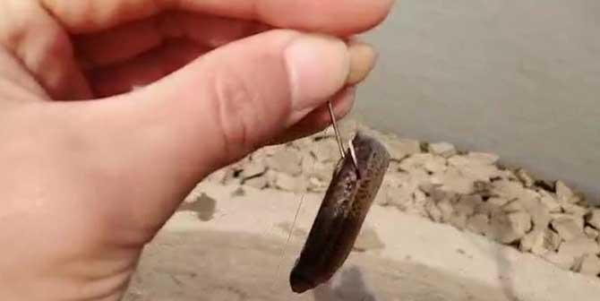 佛教钓鱼的方法和技巧是什么？如何在钓鱼中实践佛教精神？  第2张