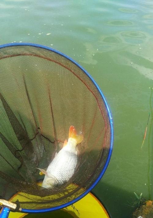 浮标钓鲤鱼技巧有哪些？如何提高钓鲤鱼的成功率？  第1张