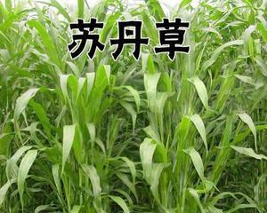 浮草钓草鱼技巧和方法是什么？如何有效提高钓获率？  第1张