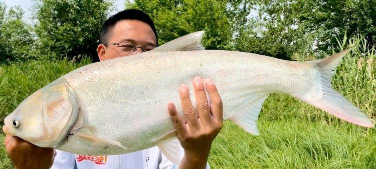 浮草钓草鱼技巧和方法是什么？如何有效提高钓获率？  第3张