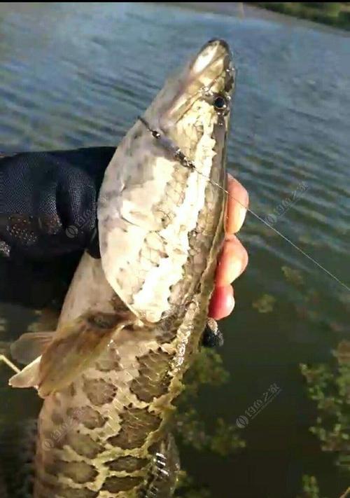 浮草钓黑鱼方法和技巧是什么？如何提高钓黑鱼的成功率？  第1张