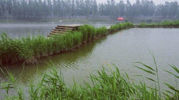 浮草钓黑鱼技巧是什么？如何有效提高钓黑鱼的成功率？  第3张