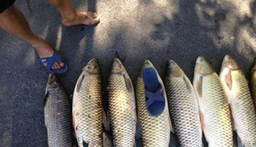浮草钓鱼打窝技巧有哪些？如何正确使用浮草进行打窝？  第2张