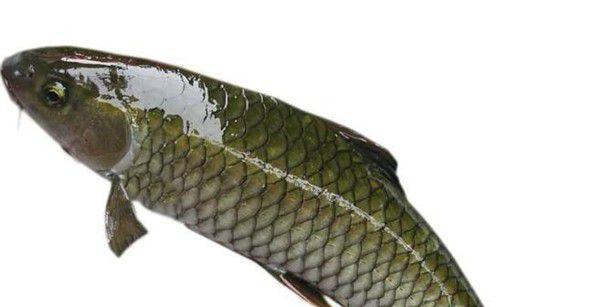 浮钓草鱼技巧钓多深？如何根据季节调整钓深？  第1张